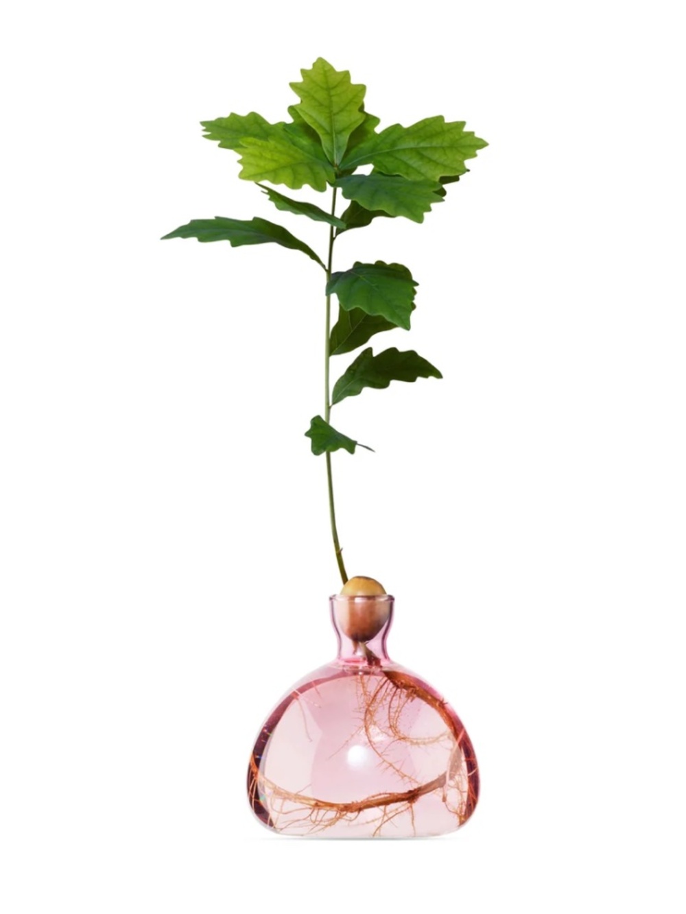 Minimalist Acorn Vase – Pink Glass Oak Tree